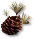 萨卡兹的无终奇语/想象实体图鉴#196