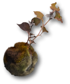 枯苔藓球